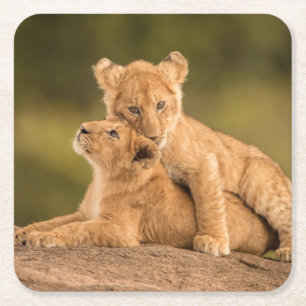 Cutest Baby Animals Two Lion Cubs Square Paper Coaster