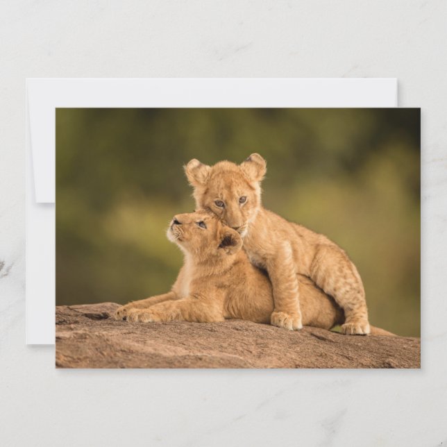 Cutest Baby Animals | Two Lion Cubs Thank You Card (Front)