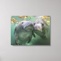 Cutest Baby Animals | Two Manatees