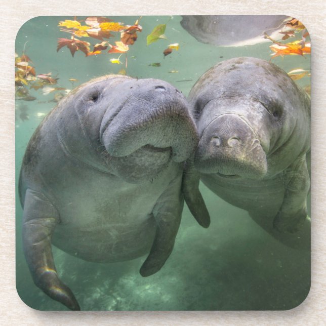 Cutest Baby Animals | Two Manatees Coaster (Front)