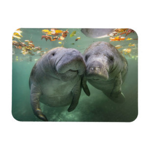 Cutest Baby Animals   Two Manatees Magnet