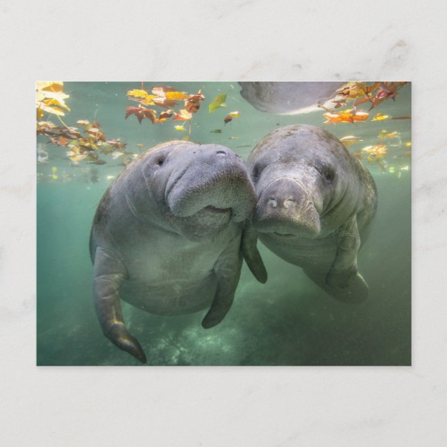 Cutest Baby Animals | Two Manatees Postcard (Front)