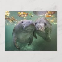Cutest Baby Animals | Two Manatees