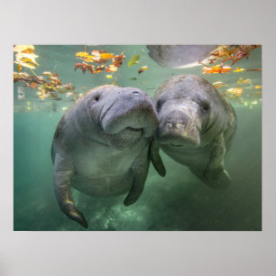 Cutest Baby Animals   Two Manatees Poster