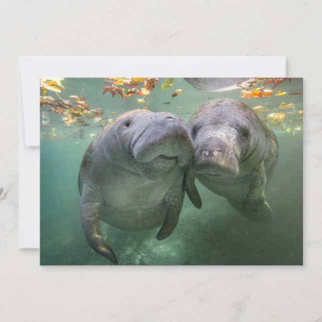 Cutest Baby Animals | Two Manatees Thank You Card (Front)