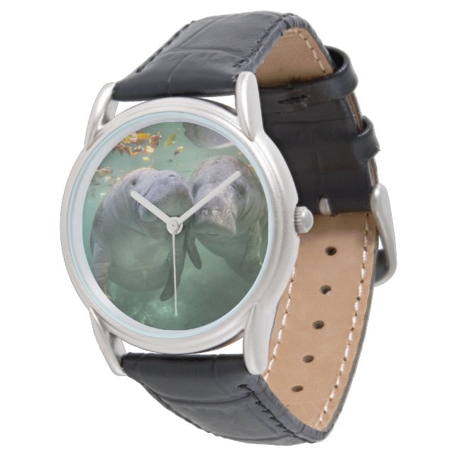 Cutest Baby Animals | Two Manatees Watch (Angled)