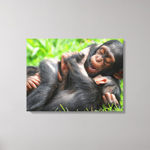 Cutest Baby Animals Two Young Chimpanzees Canvas Print
