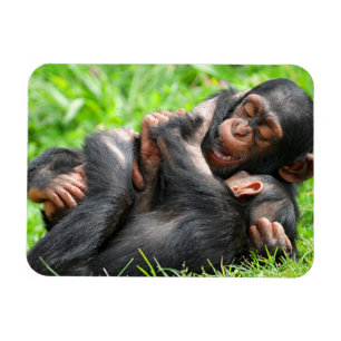 Cutest Baby Animals   Two Young Chimpanzees Magnet