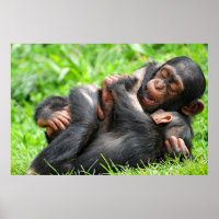 Cutest Baby Animals | Two Young Chimpanzees