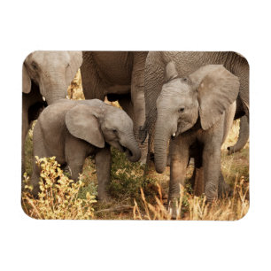 Cutest Baby Animals   Two Young Elephants Magnet