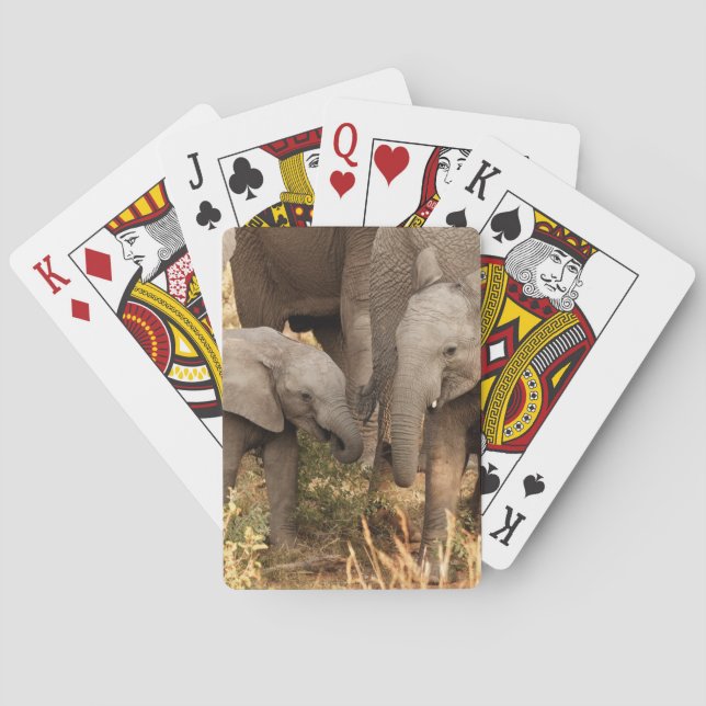 Cutest Baby Animals | Two Young Elephants Playing Cards (Back)