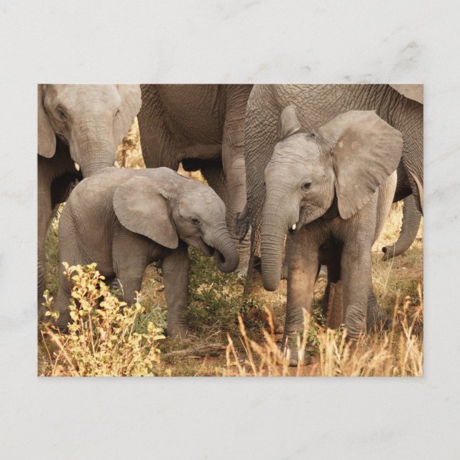 Cutest Baby Animals | Two Young Elephants Postcard (Front)