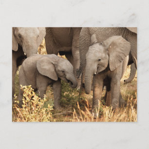 Cutest Baby Animals Two Young Elephants Postcard