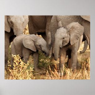 Cutest Baby Animals Two Young Elephants Poster