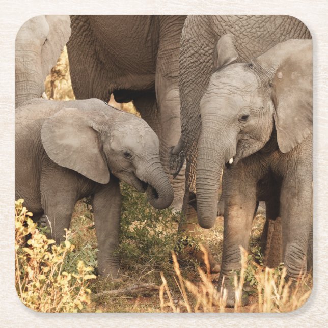 Cutest Baby Animals | Two Young Elephants Square Paper Coaster (Front)