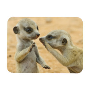 Cutest Baby Animals Two Young Meerkats Magnet