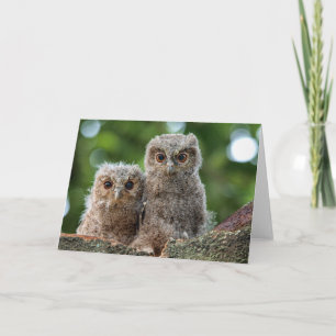 Cutest Baby Animals Two Young Owls Card