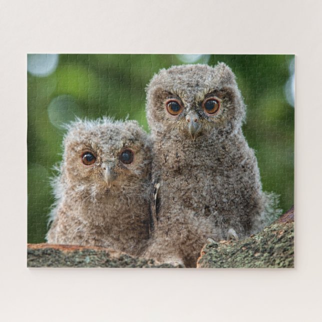 Cutest Baby Animals | Two Young Owls Jigsaw Puzzle (Horizontal)