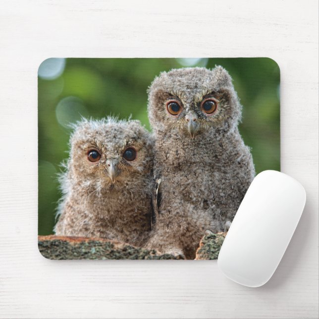 Cutest Baby Animals | Two Young Owls Mouse Mat (With Mouse)