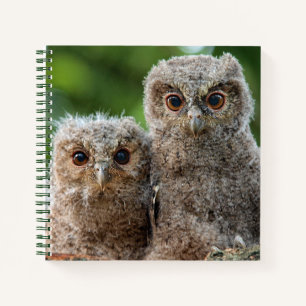 Cutest Baby Animals   Two Young Owls Notebook
