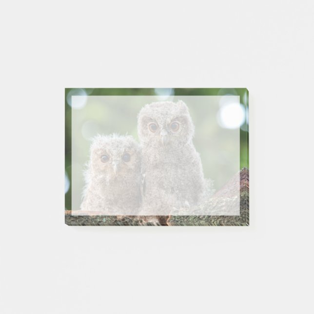 Cutest Baby Animals | Two Young Owls Post-it Notes (Front)