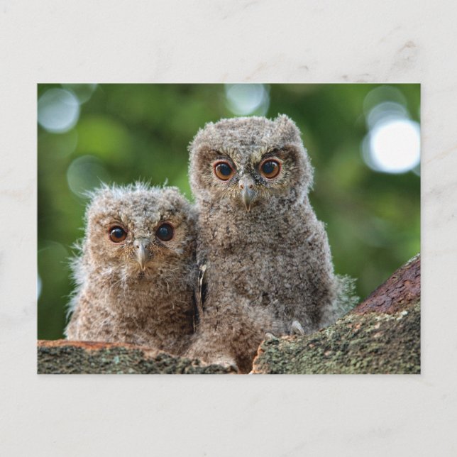 Cutest Baby Animals | Two Young Owls Postcard (Front)