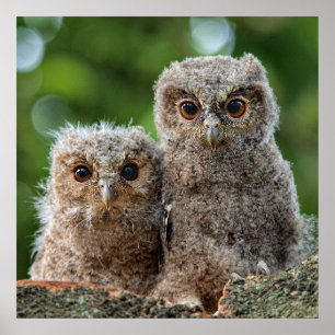 Cutest Baby Animals Two Young Owls Poster