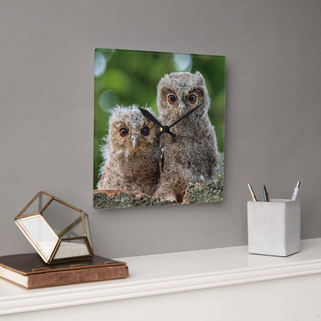 Cutest Baby Animals | Two Young Owls Square Wall Clock (Office)