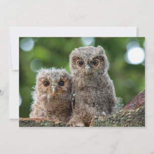 Cutest Baby Animals   Two Young Owls Thank You Card