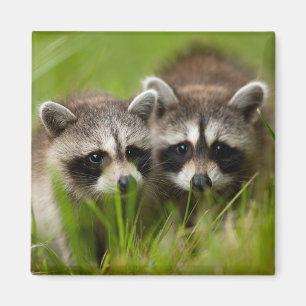 Cutest Baby Animals   Two Young Raccoons Magnet