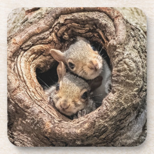 Cutest Baby Animals Two Young Squirrels Coaster