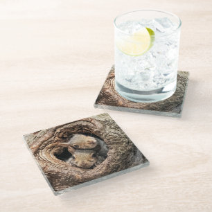 Cutest Baby Animals Two Young Squirrels Glass Coaster