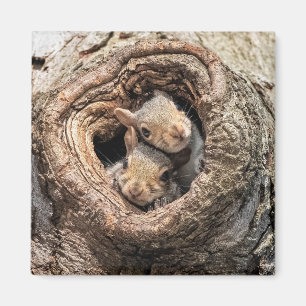 Cutest Baby Animals Two Young Squirrels Magnet