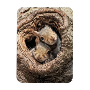 Cutest Baby Animals Two Young Squirrels Magnet