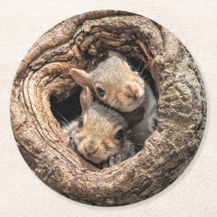 Cutest Baby Animals Two Young Squirrels Round Paper Coaster