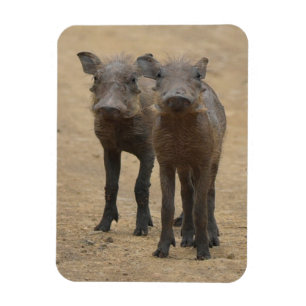 Cutest Baby Animals Two Young Warthogs Magnet