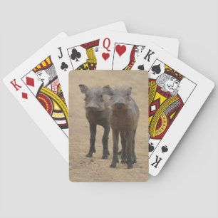 Cutest Baby Animals   Two Young Warthogs Playing Cards