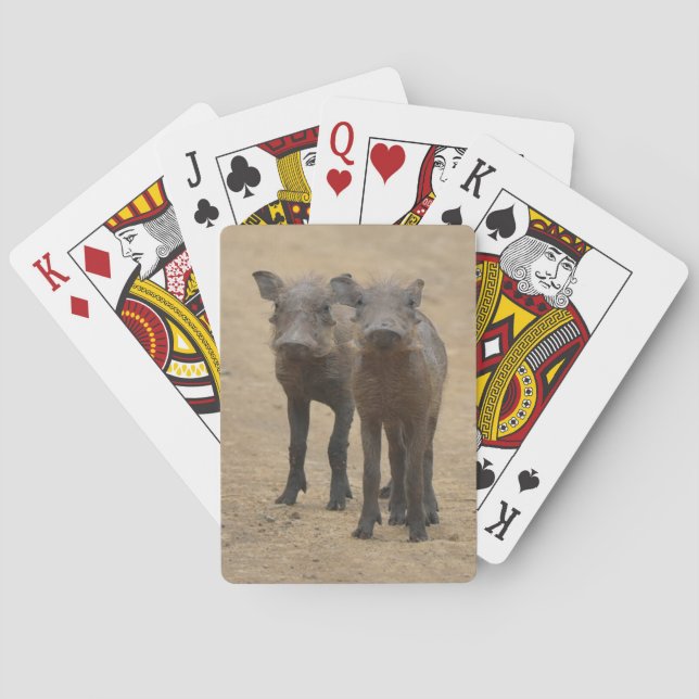 Cutest Baby Animals | Two Young Warthogs Playing Cards (Back)