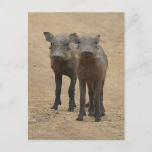 Cutest Baby Animals Two Young Warthogs Postcard
