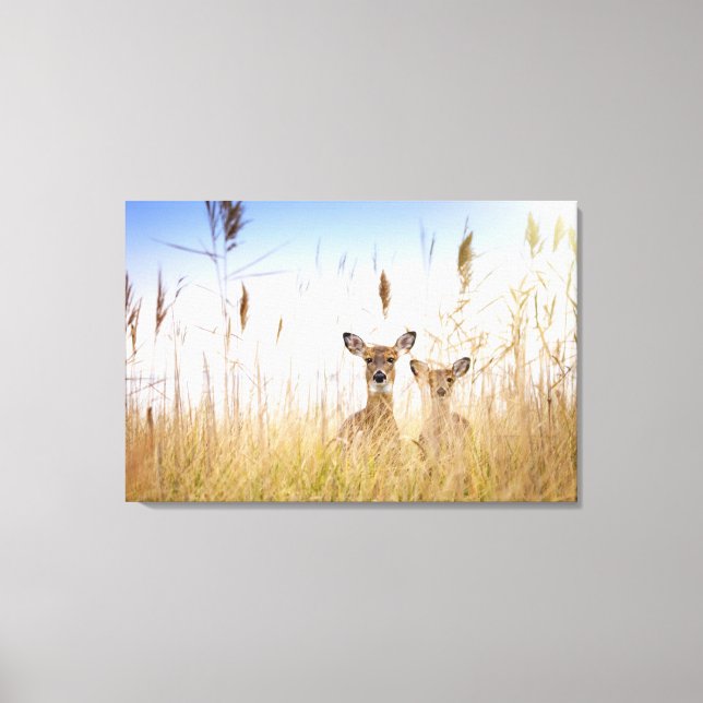 Cutest Baby Animals | Two Young White Tailed Deer Canvas Print (Front)