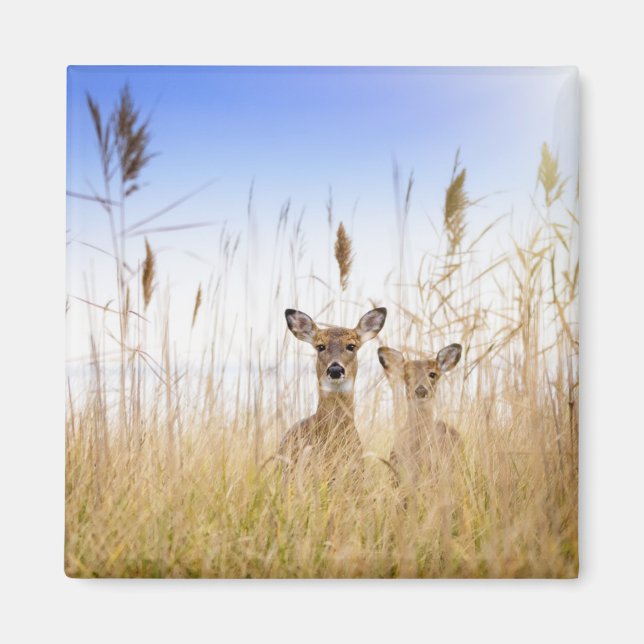 Cutest Baby Animals | Two Young White Tailed Deer Magnet (Front)