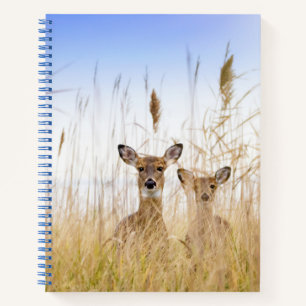 Cutest Baby Animals Two Young White Tailed Deer Notebook