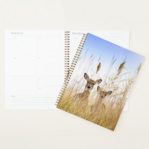 Cutest Baby Animals Two Young White Tailed Deer Planner