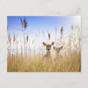 Cutest Baby Animals   Two Young White Tailed Deer Postcard