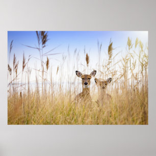 Cutest Baby Animals   Two Young White Tailed Deer Poster