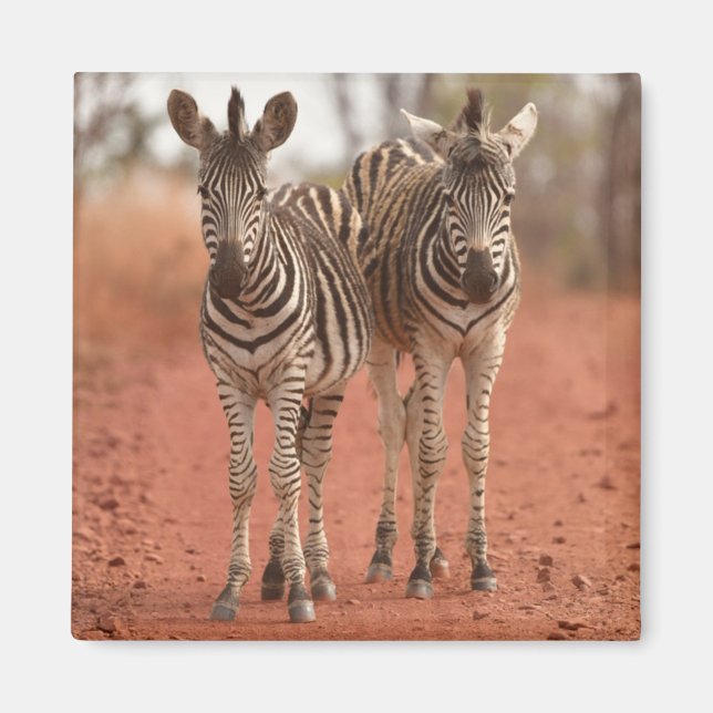 Cutest Baby Animals | Two Young Zebras Magnet (Front)