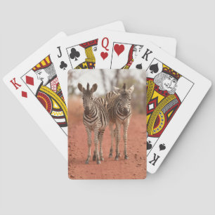 Cutest Baby Animals Two Young Zebras Playing Cards