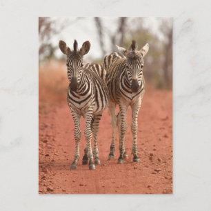 Cutest Baby Animals   Two Young Zebras Postcard