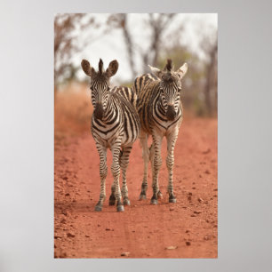 Cutest Baby Animals   Two Young Zebras Poster
