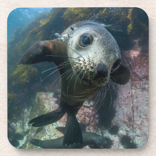 Cutest Baby Animals | Underwater Cape Fur Seal Coaster (Front)